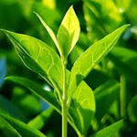 Tea Tree